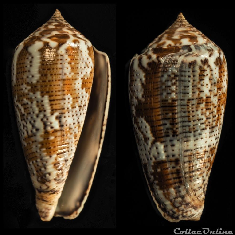 Pionoconus achatinus (Gmelin, 1791) coquillage fossile gastropodum pionoconus achatinus gmelin 1791