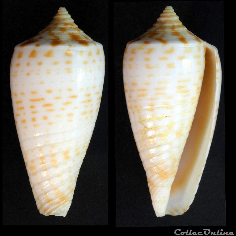 coquillage fossile gastropodum phasmoconus phasmoconus amplus rockel korn 1992