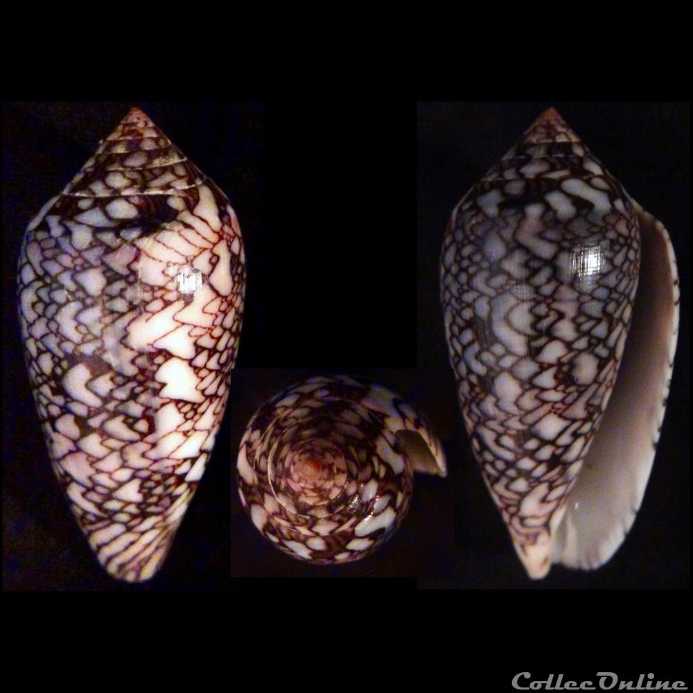 Cylindrus archiepiscopus f. euetrios (Sowery III, 1882) coquillage fossile gastropodum cylindrus archiepiscopus f euetrios sowery iii 1882