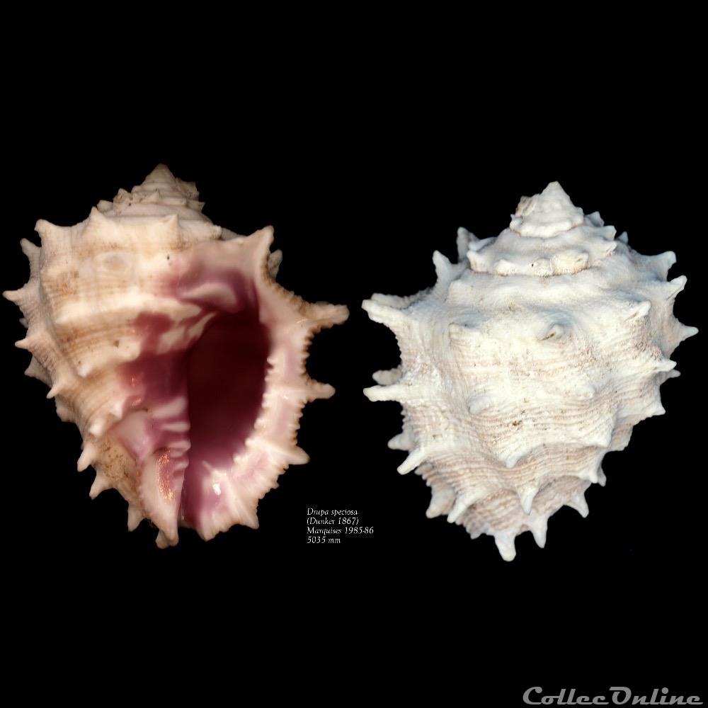 coquillage fossile gastropodum drupa speciosa dunker 1867