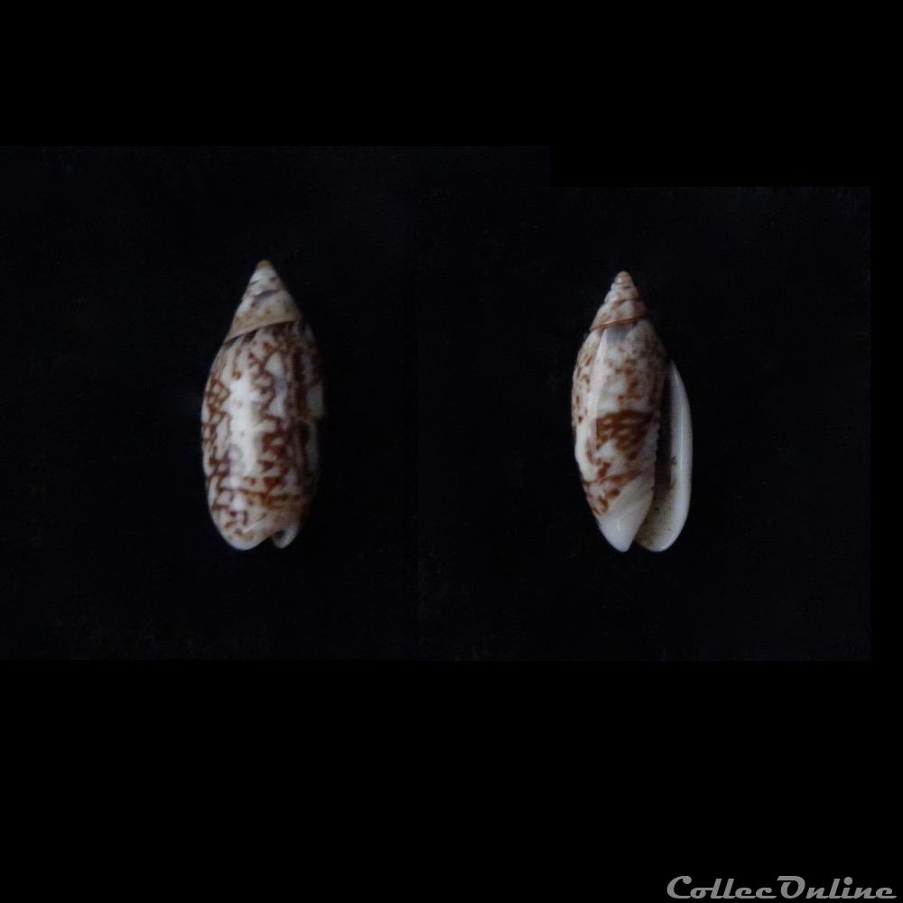 coquillage fossile gastropodum oliva jaspidea duclos 1835 f duclosi reeve 1850