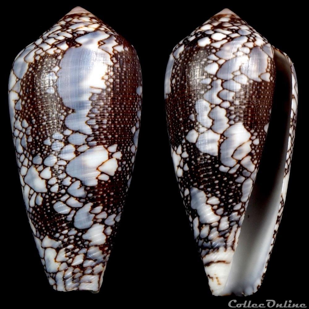 Darioconus pennaceus praelatus (Hwass in Bruguière, 1792) coquillage fossile gastropodum darioconus pennaceus praelatus hwass in bruguiere 1792