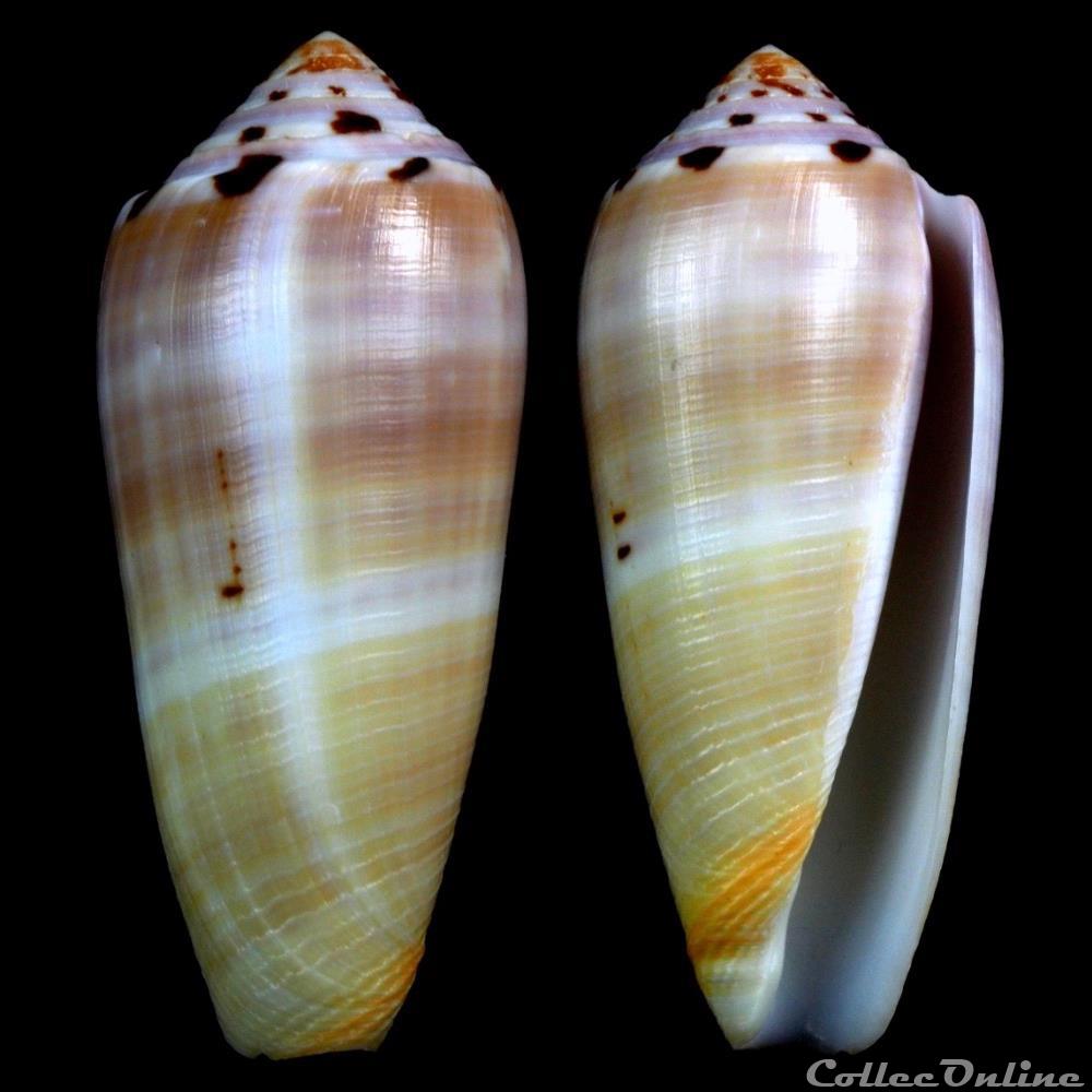 Pionoconus circumcisus (Born, 1778) coquillage fossile gastropodum pionoconus circumcisus born 1778