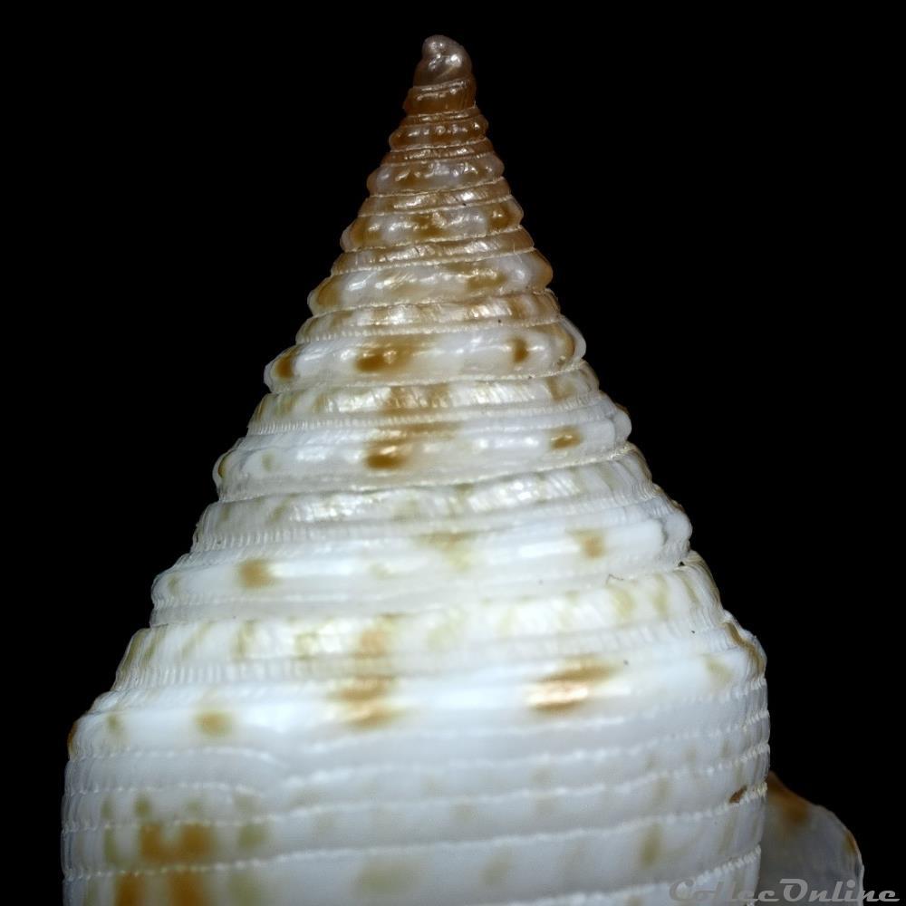 coquillage fossile gastropodum fusiconus fusiconus hopwoodi tomlin 1937