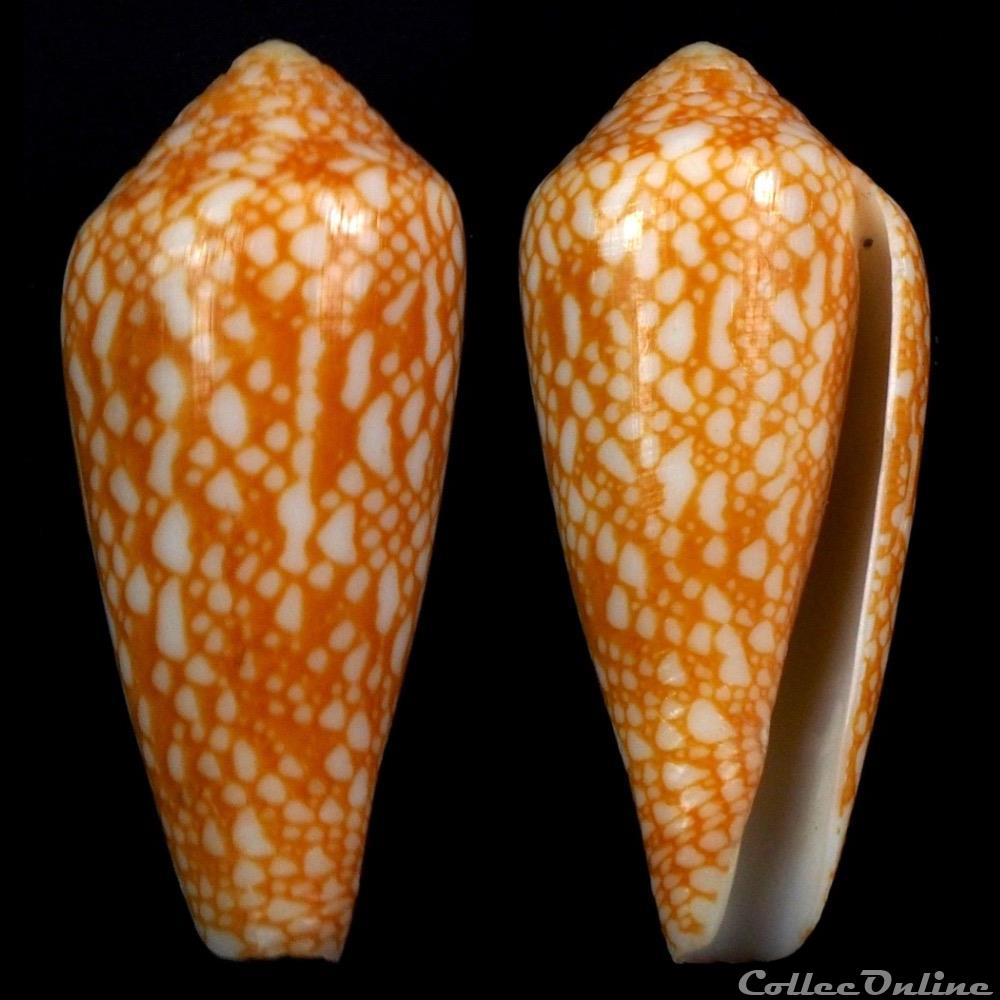 Darioconus pennaceus épiscopus (Hwass in Bruguière, 1792) coquillage fossile gastropodum darioconus pennaceus episcopus hwass in bruguiere 1792