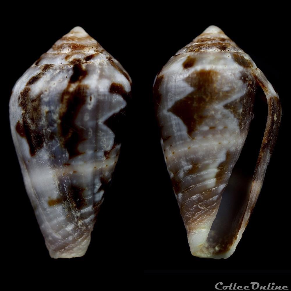 Lautoconus (Lautoconus) echinophilus (Petuch, 1975) coquillage fossile gastropodum lautoconus lautoconus echinophilus petuch 1975