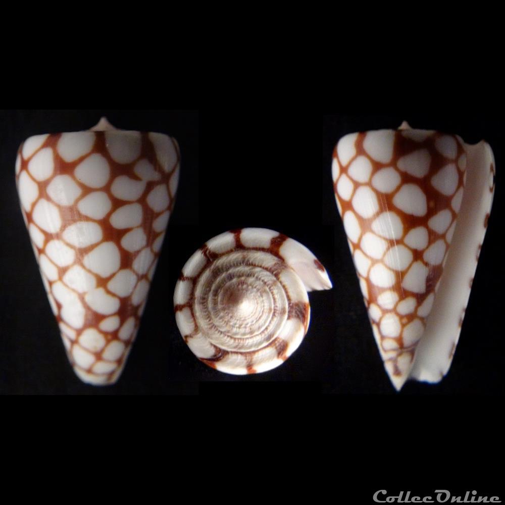 Eugeniconus marchionatus (Hinds, 1843) coquillage fossile gastropodum eugeniconus marchionatus hinds 1843