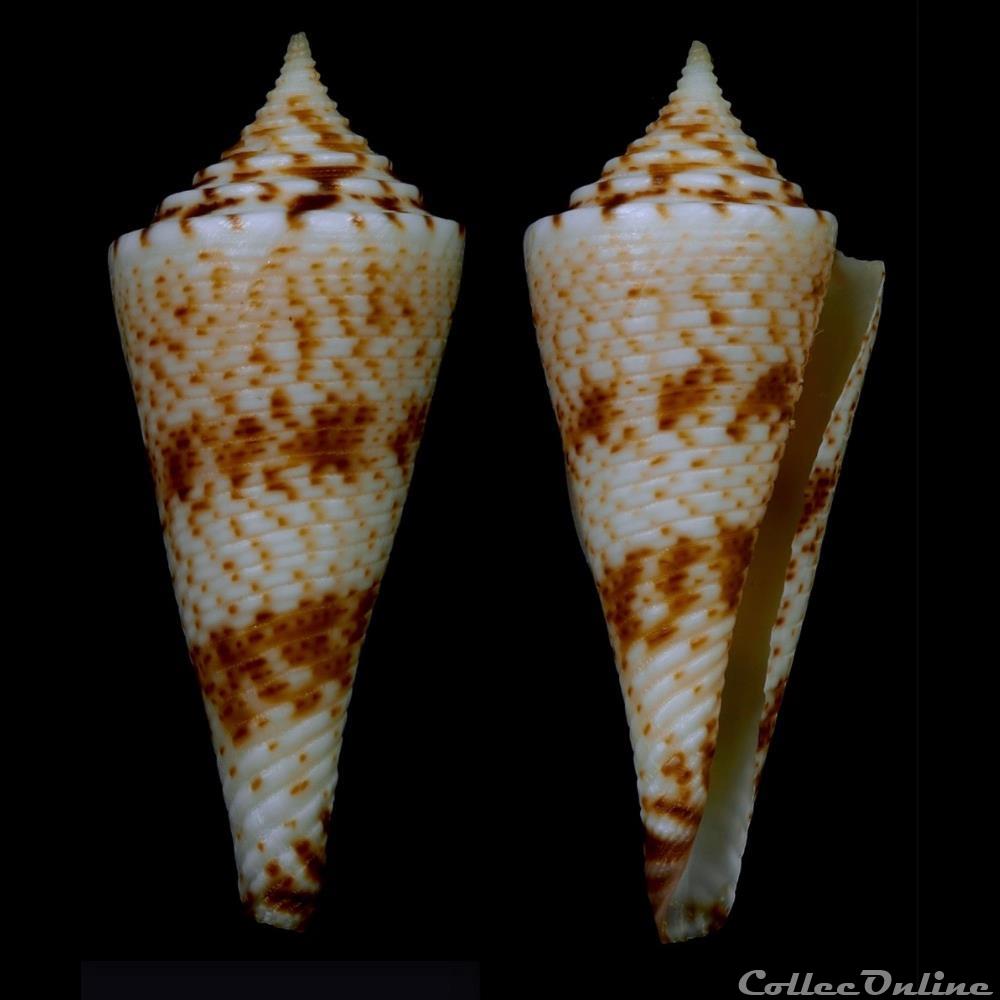 Fusiconus (Bathyconus) schepmani (Fulton, 1936) coquillage fossile gastropodum fusiconus bathyconus schepmani fulton 1936