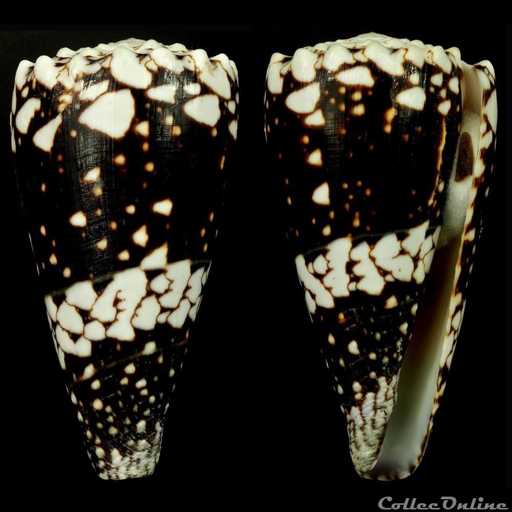 Conus vidua Reeve, 1843 coquillage fossile gastropodum conus vidua reeve 1843