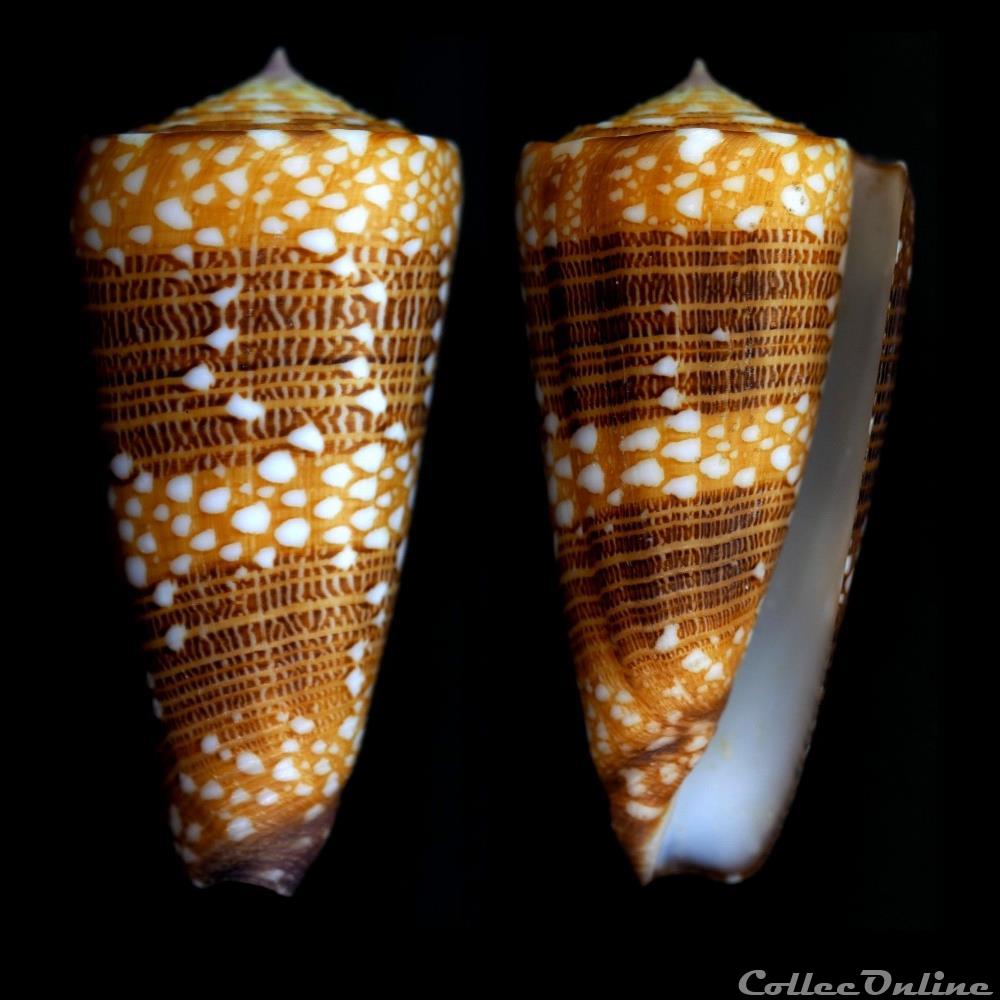 Eugeniconus victor victor (Broderip, 1842) coquillage fossile gastropodum eugeniconus victor victor broderip 1842