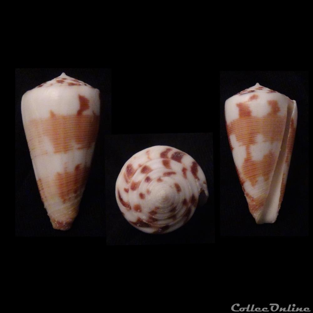 Strategoconus (Vituliconus) planorbis (Born, 1778) coquillage fossile gastropodum strategoconus vituliconus planorbis born 1778