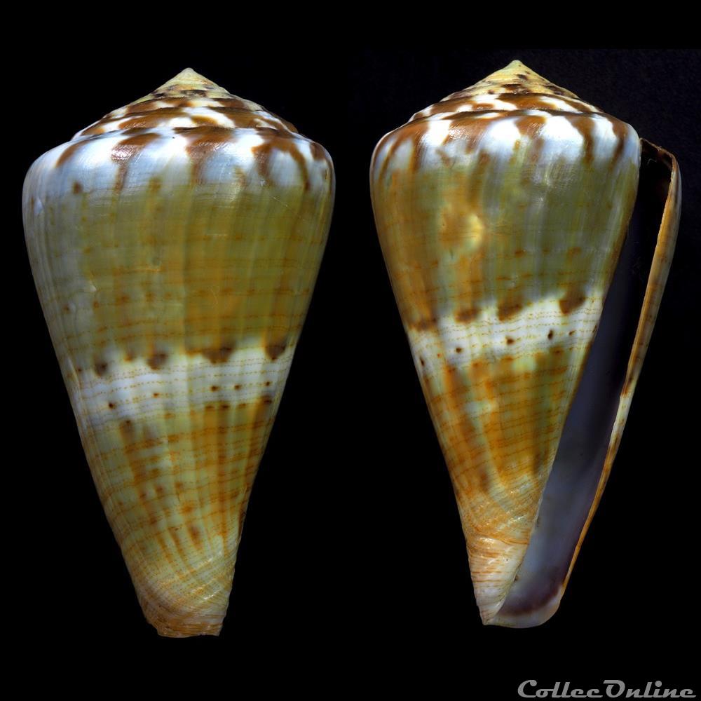 coquillage fossile gastropodum rhizoconus namocanus hwass 1792