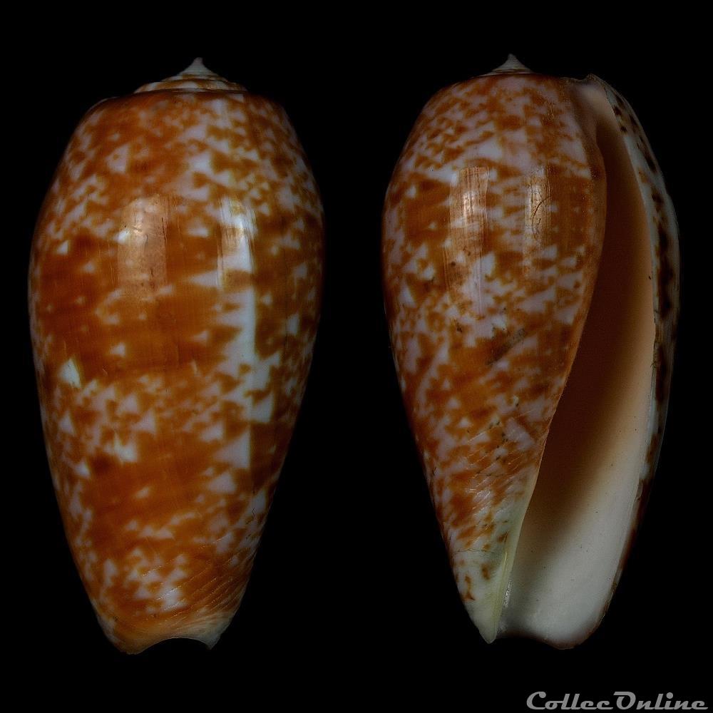 Textilia (Textilia) bullata (Linnaeus, 1758) coquillage fossile gastropodum textilia textilia bullata linnaeus 1758