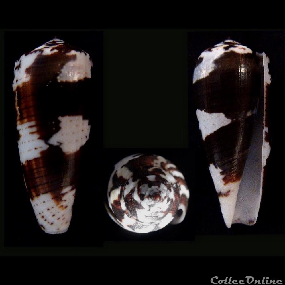coquillage fossile gastropodum pionoconus magus linnaeus 1758