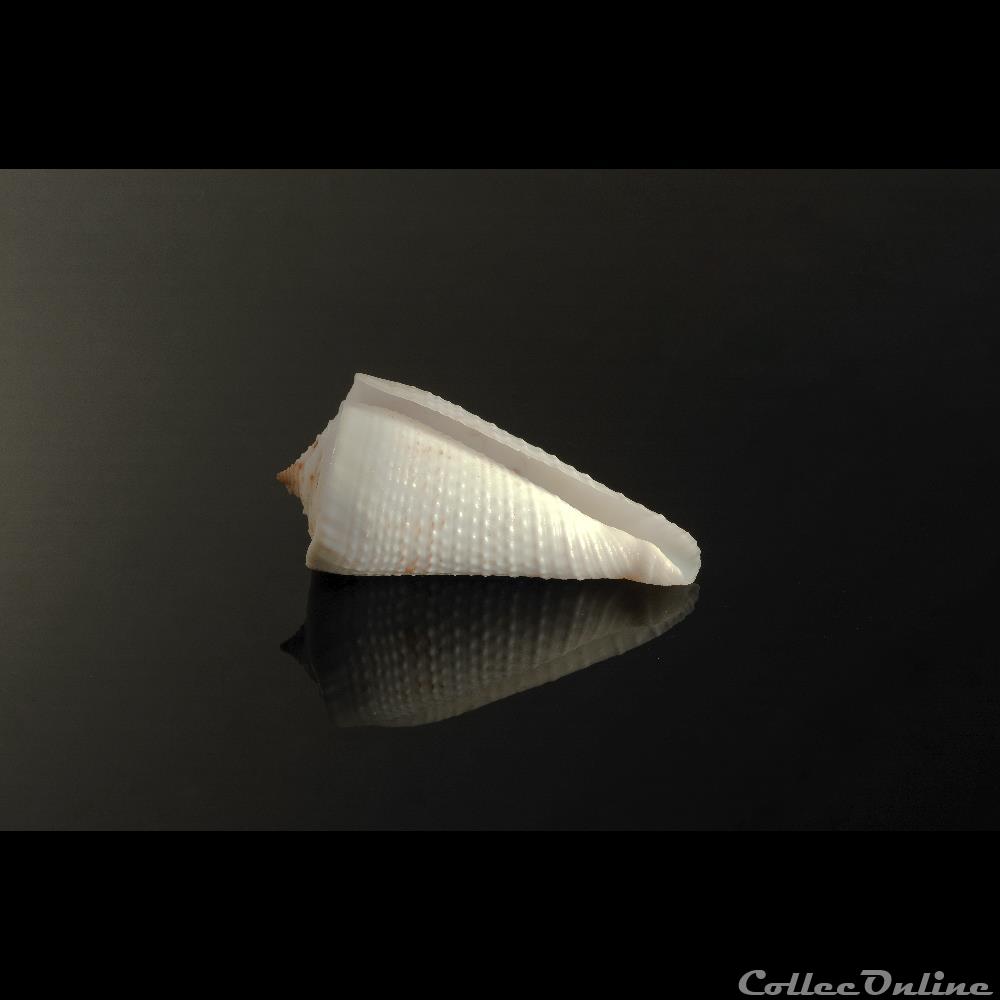 coquillage fossile gastropodum kioconus kioconus tribblei walls 1977