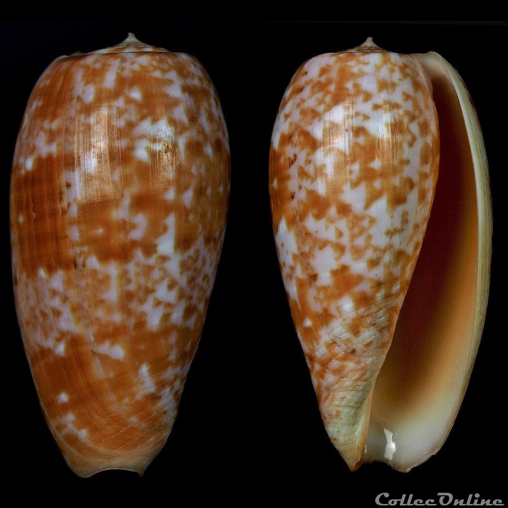 Textilia (Textilia) bullata (Linnaeus, 1758) coquillage fossile gastropodum textilia textilia bullata linnaeus 1758