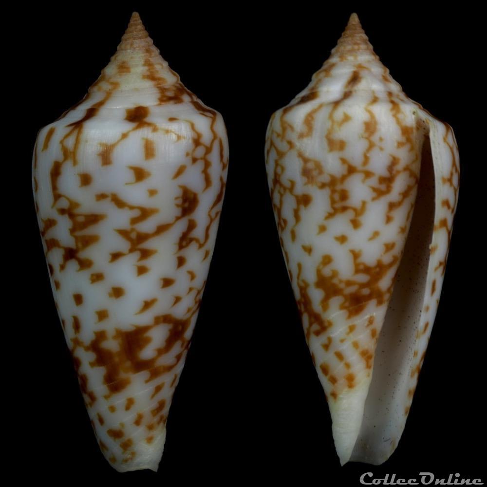 Phasmoconus (Phasmoconus) lienardi (Bernardi & Crosse, 1861) coquillage fossile gastropodum phasmoconus phasmoconus lienardi bernardi crosse 1861