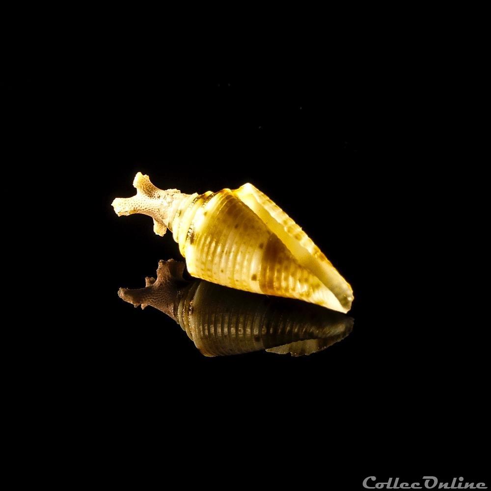 Conasprella wakayamaensis (Kuroda, 1956) coquillage fossile gastropodum conasprella wakayamaensis kuroda 1956