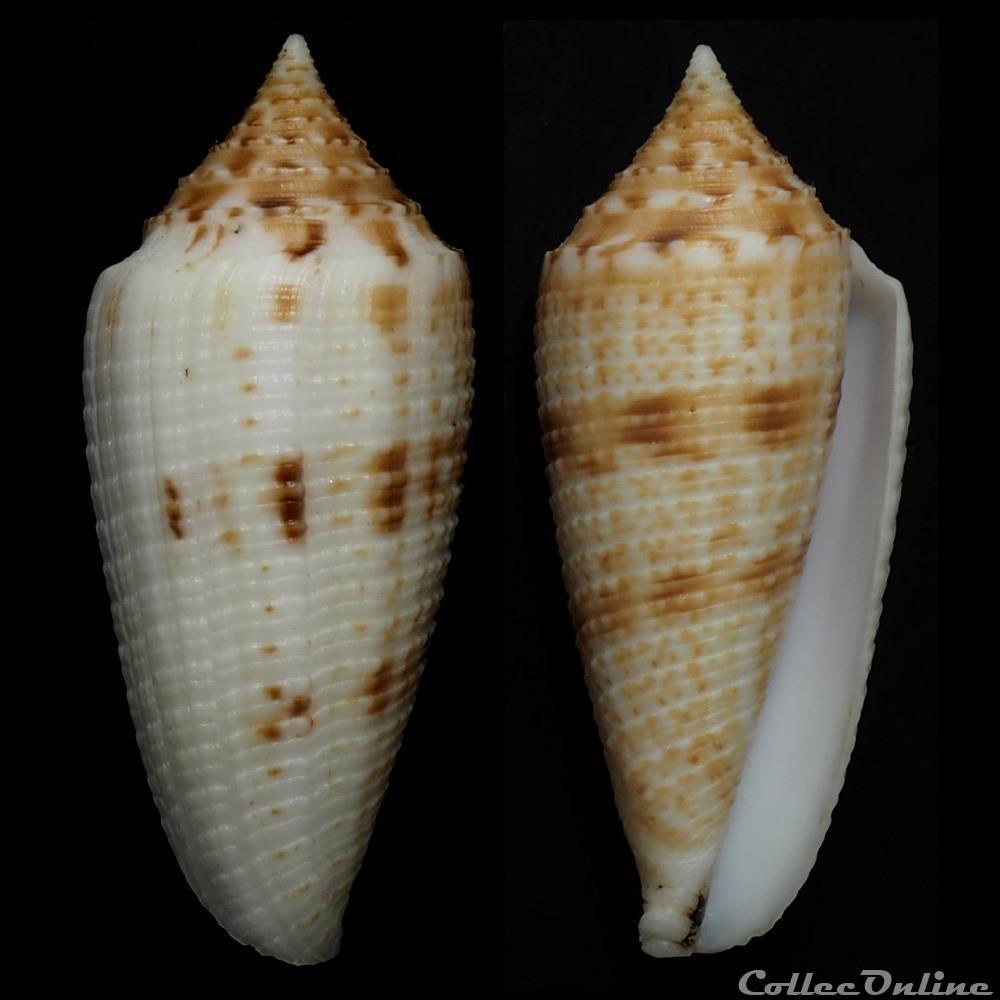 Phasmoconus (Phasmoconus) lakshmiae Monnier & Limpalaer, 2015 coquillage fossile gastropodum phasmoconus phasmoconus lakshmiae monnier limpalaer 2015