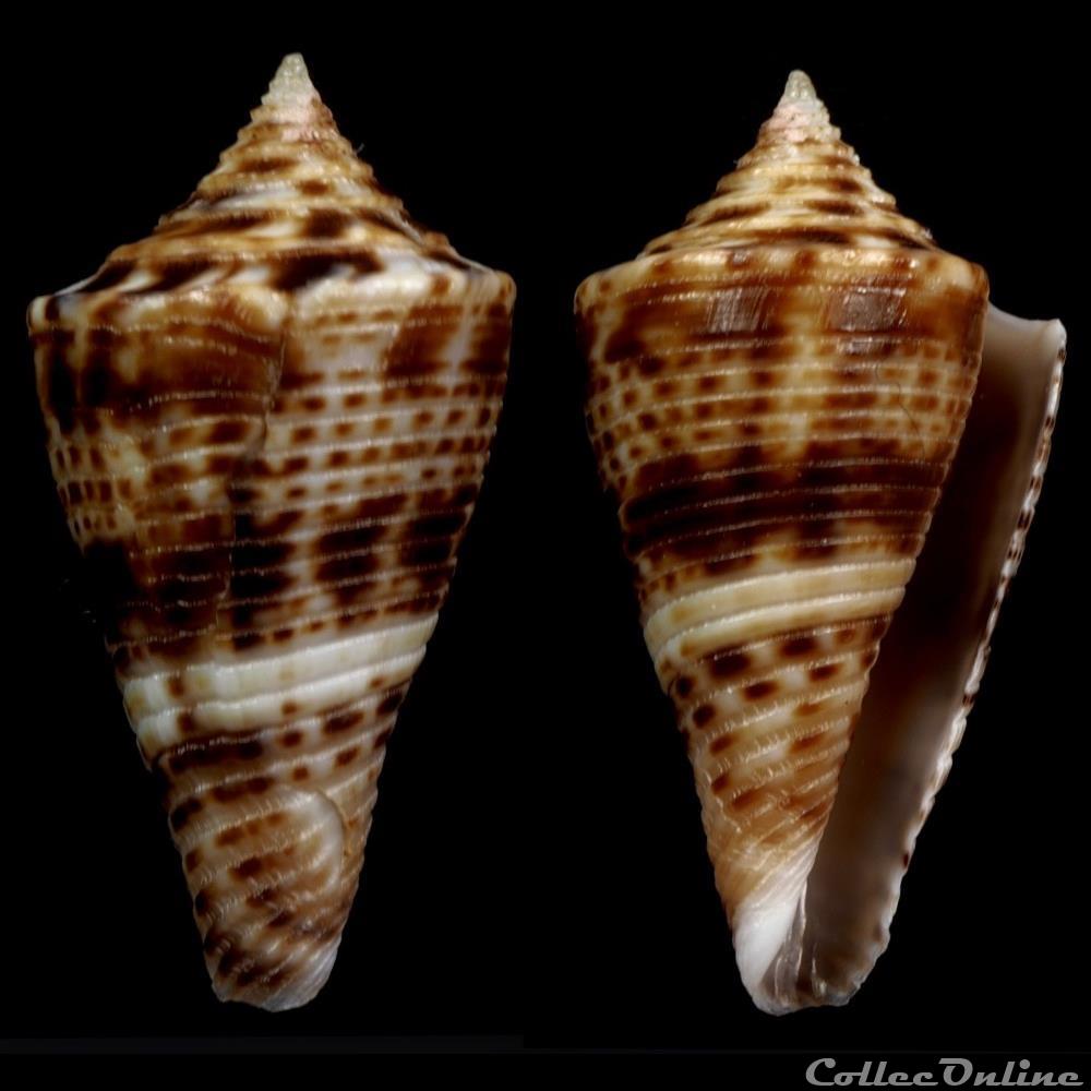 coquillage fossile gastropodum conasprella wakayamaensis kuroda 1956