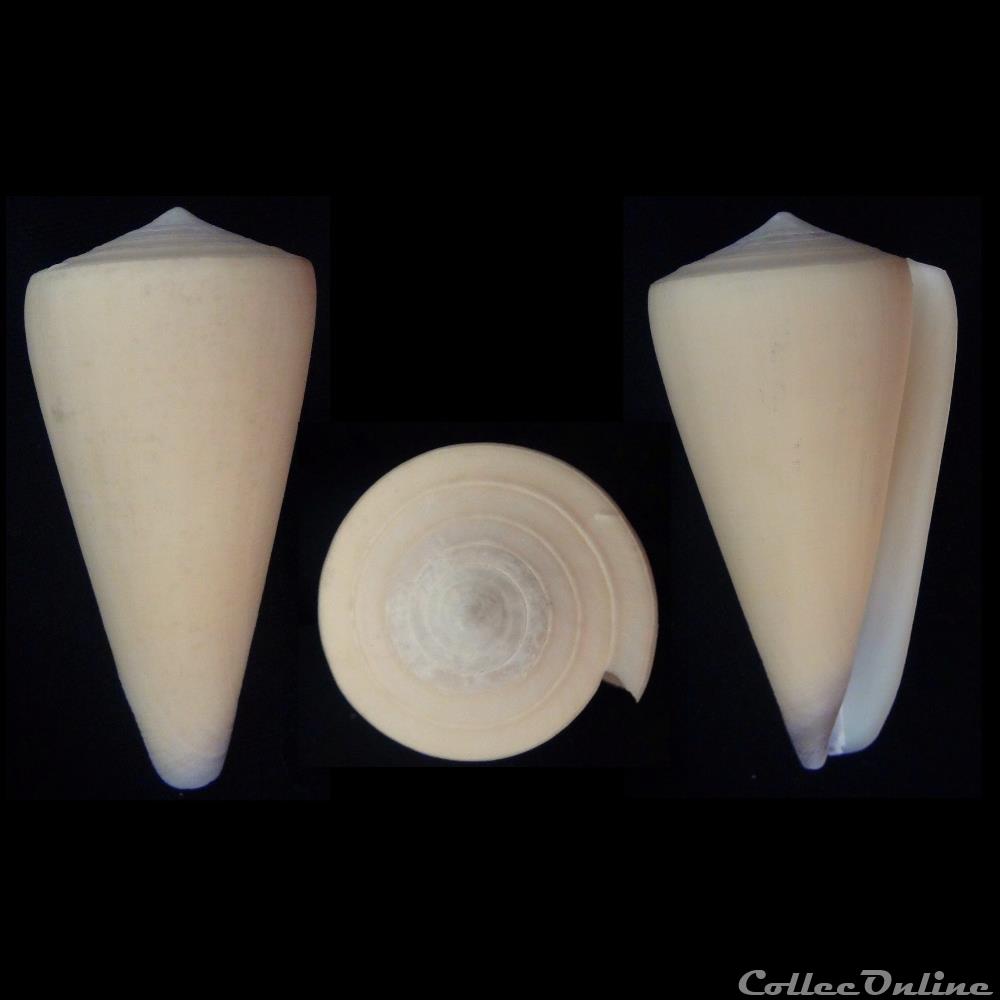 Virgiconus virgo (Linnaeus, 1758) coquillage fossile gastropodum virgiconus virgo linnaeus 1758