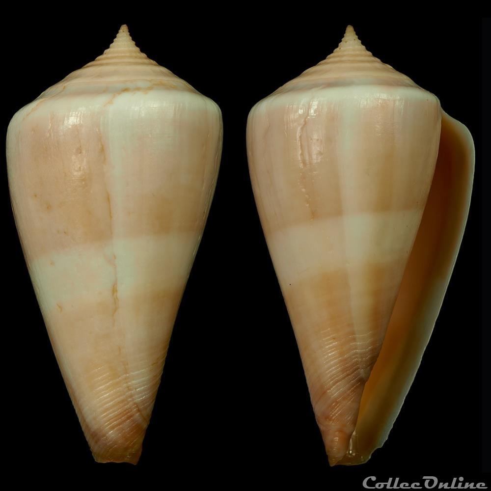 Profundiconus neocaledonicus Tenorio & Castelin, 2016 coquillage fossile gastropodum profundiconus neocaledonicus tenorio castelin 2016