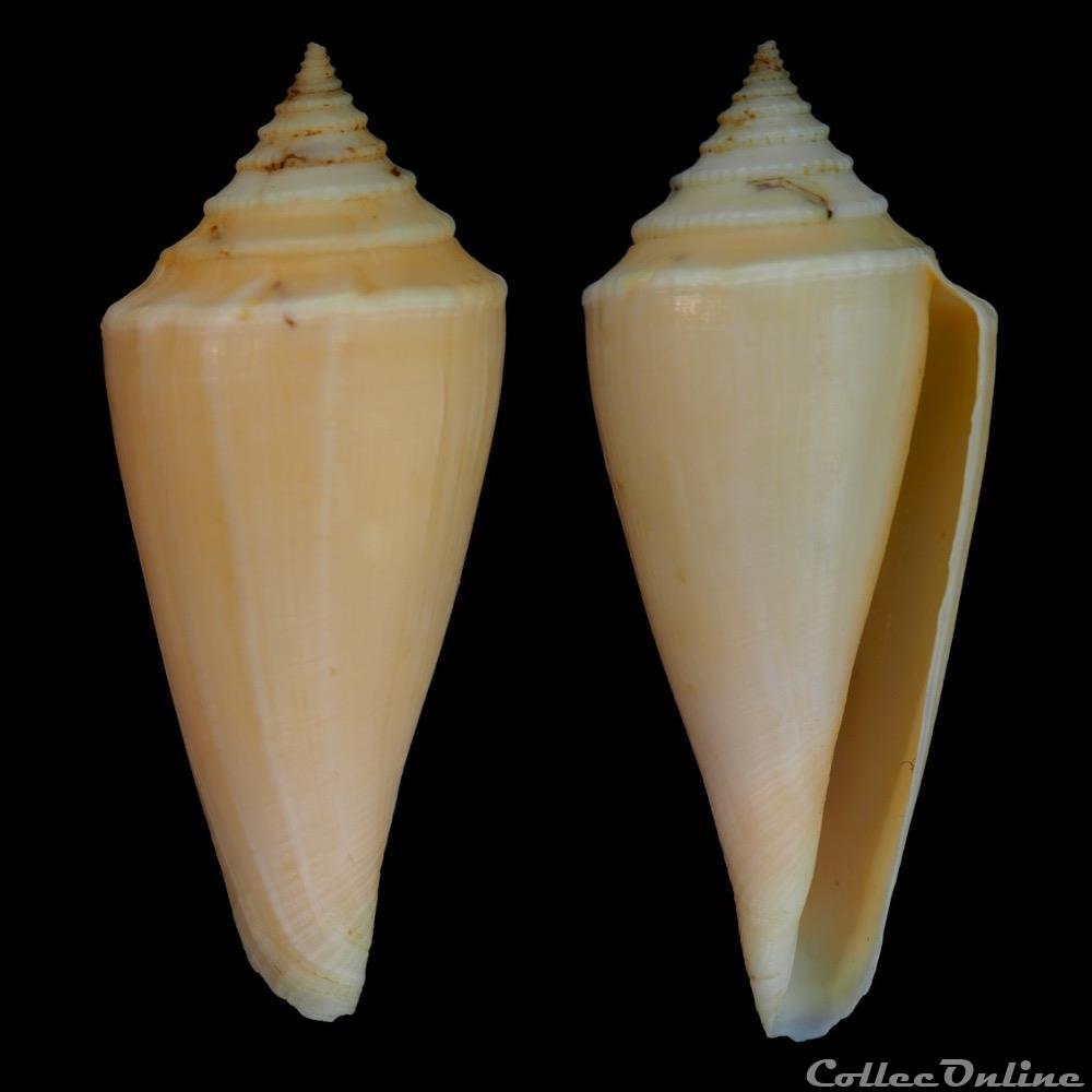 Profundiconus neotorquatus (da Mo a, 1985) coquillage fossile gastropodum profundiconus neotorquatus da mo a 1985