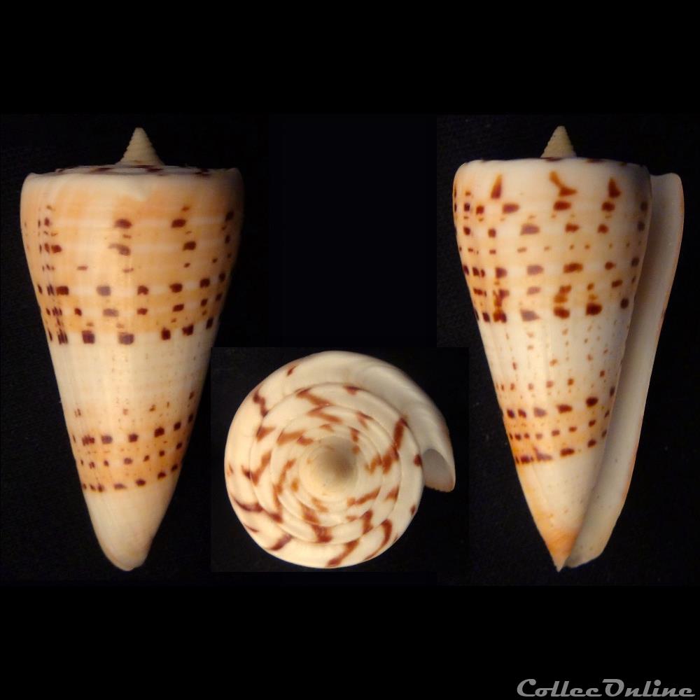 coquillage fossile gastropodum strategoconus strategoconus monile hwass 1792