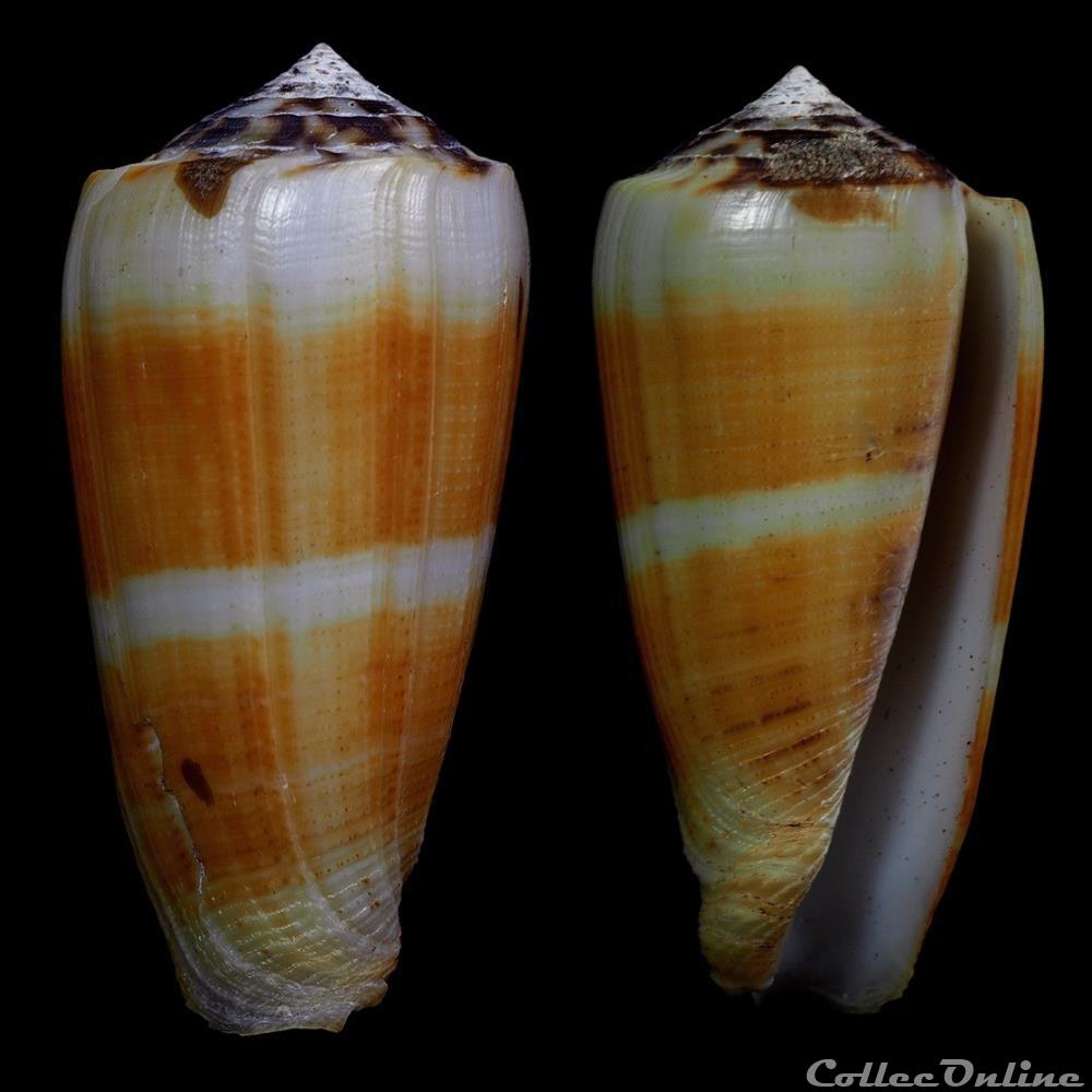Pionoconus magus (Linnaeus, 1758) coquillage fossile gastropodum pionoconus magus linnaeus 1758