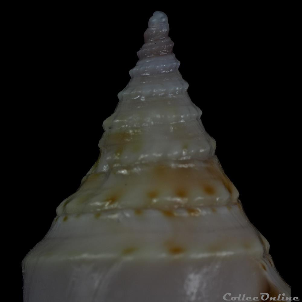 Fusiconus (Fusiconus) ramalhoi (Coomans, Moolenbeek & Wils, 1986) coquillage fossile gastropodum fusiconus fusiconus ramalhoi coomans moolenbeek wils 1986