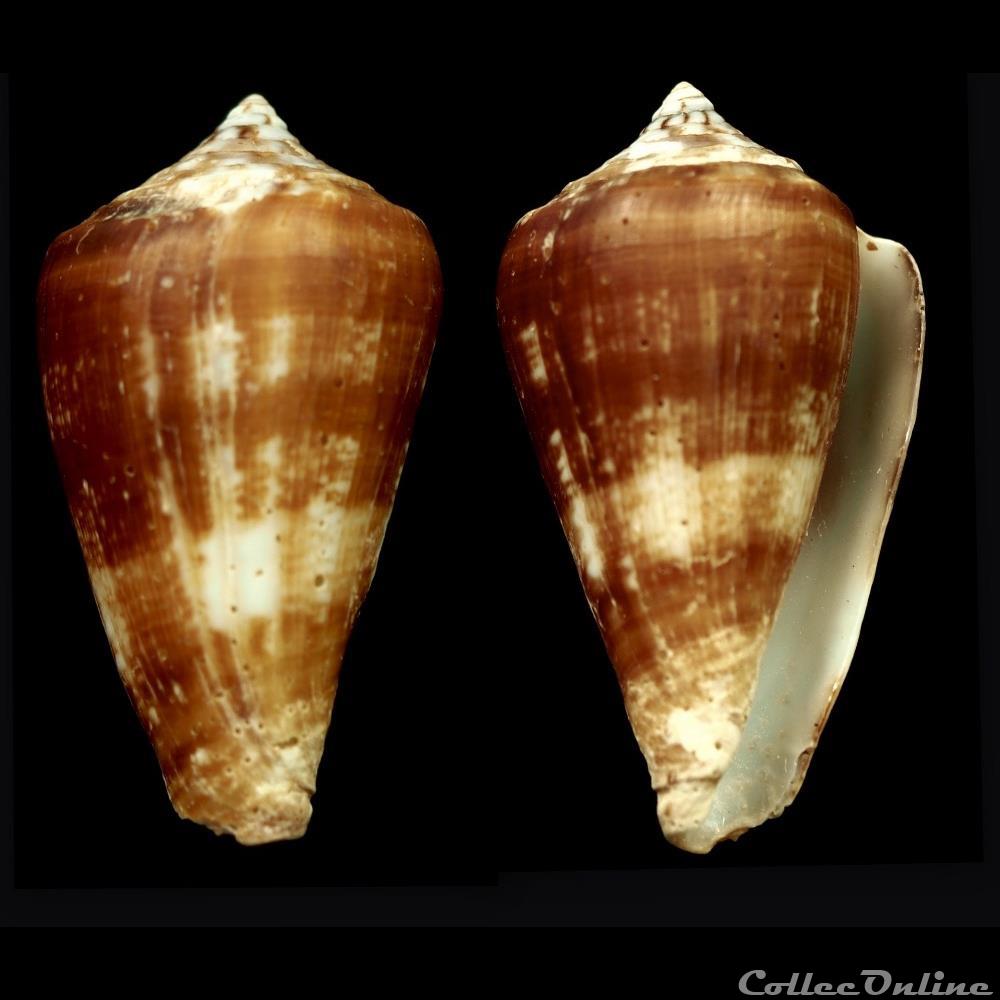 coquillage fossile gastropodum lautoconus africonus pseudocuneolus rockel rolan monteiro 1980