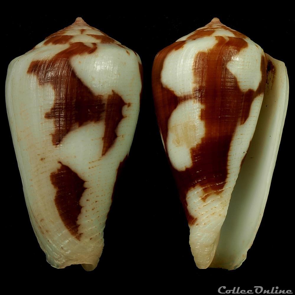 Pionoconus robini Limpalaër & Monnier, 2012 coquillage fossile gastropodum pionoconus robini limpalaer monnier 2012