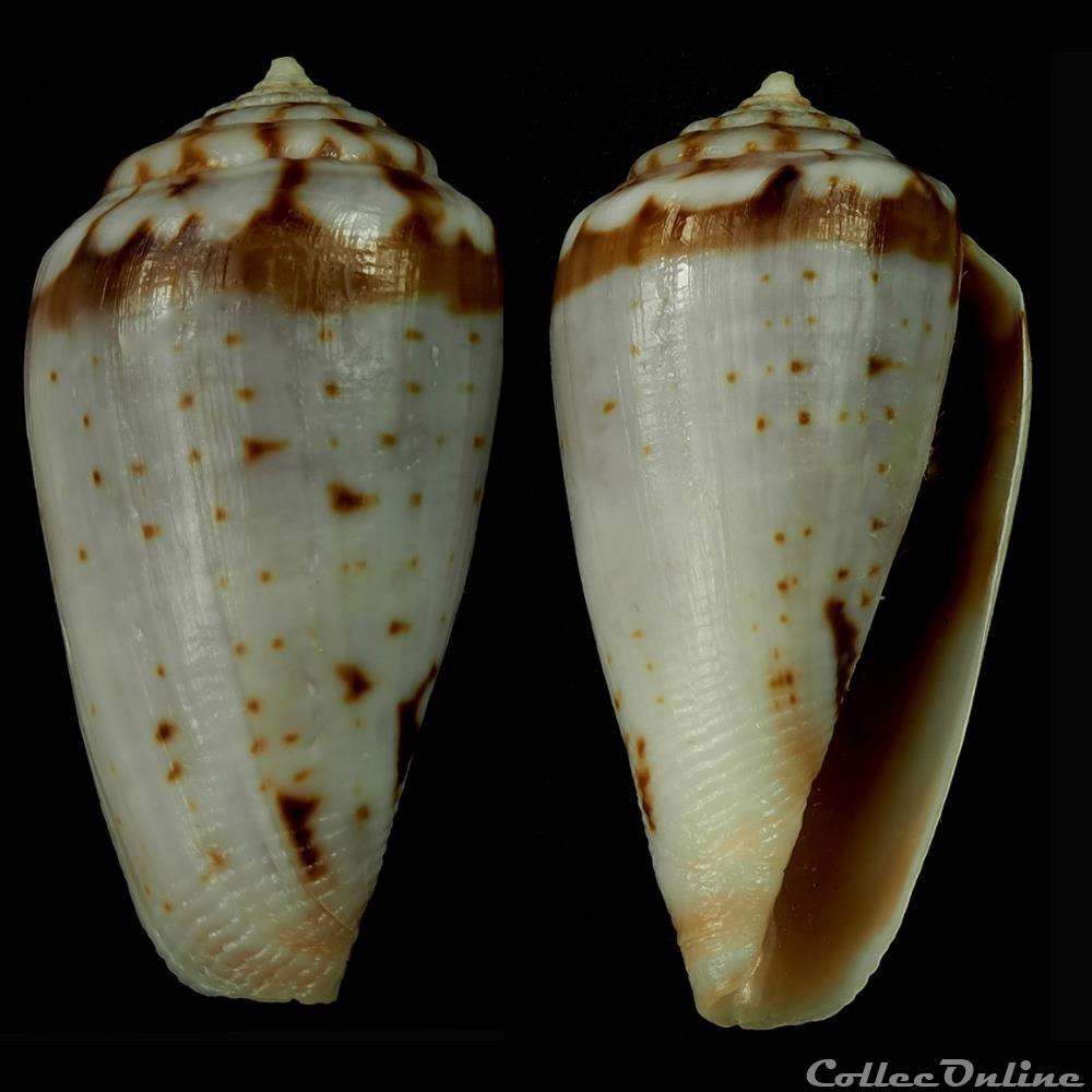 Floraconus algoensis scitulus (Reeve, 1849) coquillage fossile gastropodum floraconus algoensis scitulus reeve 1849