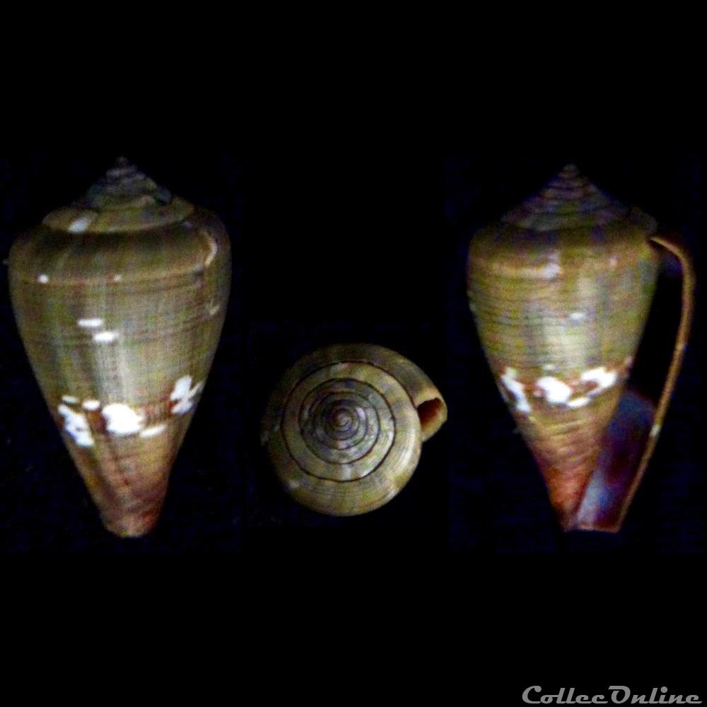coquillage fossile gastropodum lautoconus africonus irregularis sowerby ii 1857