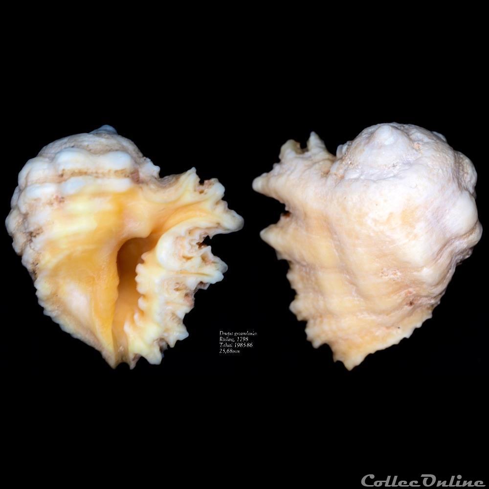 coquillage fossile gastropodum drupa grossularia roding 1798