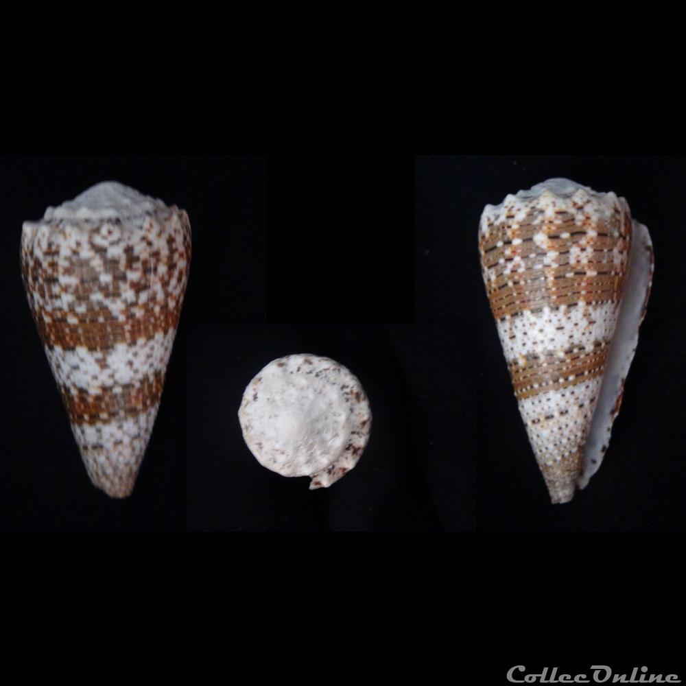 Rhombiconus imperialis (Linnaeus, 1758) coquillage fossile gastropodum rhombiconus imperialis linnaeus 1758