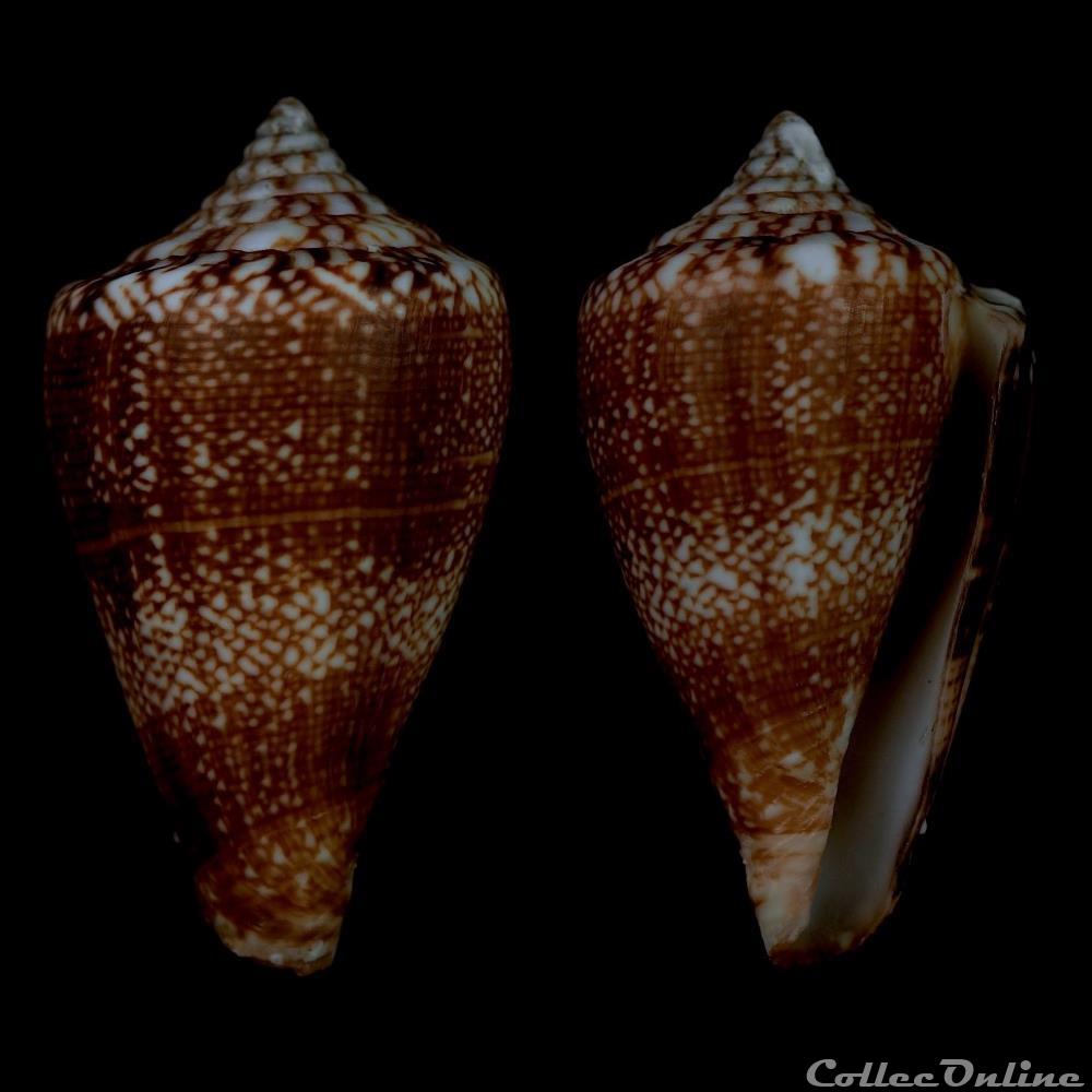 coquillage fossile gastropodum lautoconus africonus vulcanus tenorio afonso 2004