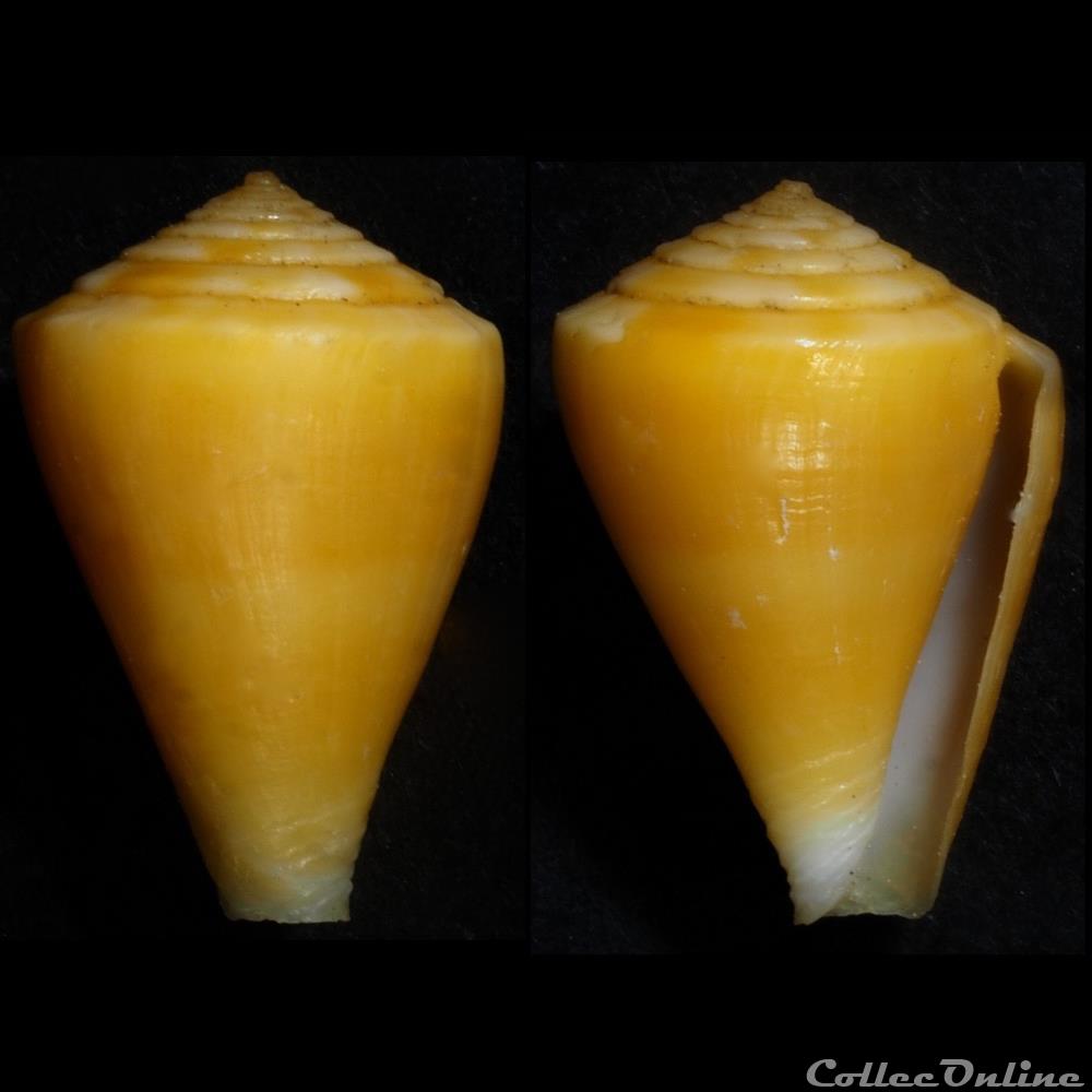 Spinoconus (Isoconus) martensi (E. A. Smith, 1884) coquillage fossile gastropodum spinoconus isoconus martensi e a smith 1884