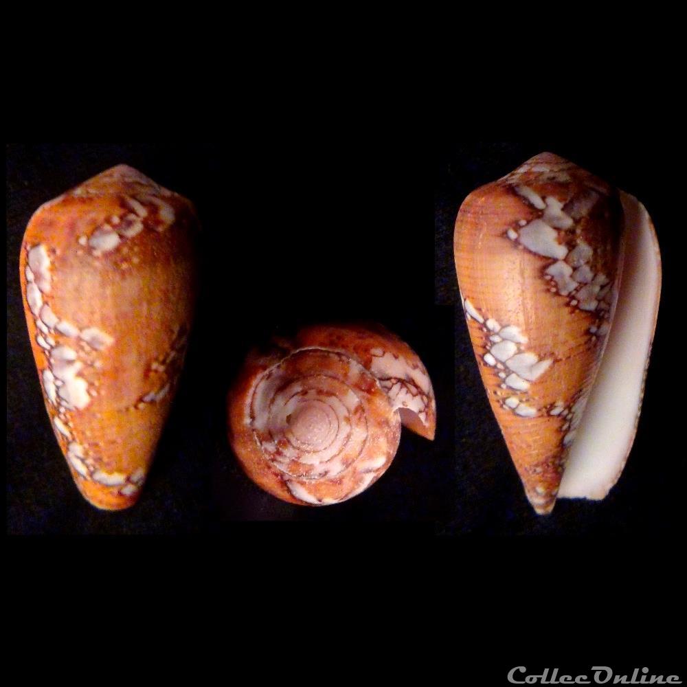 Darioconus behelokensis (Lauer, 1989) coquillage fossile gastropodum darioconus behelokensis lauer 1989