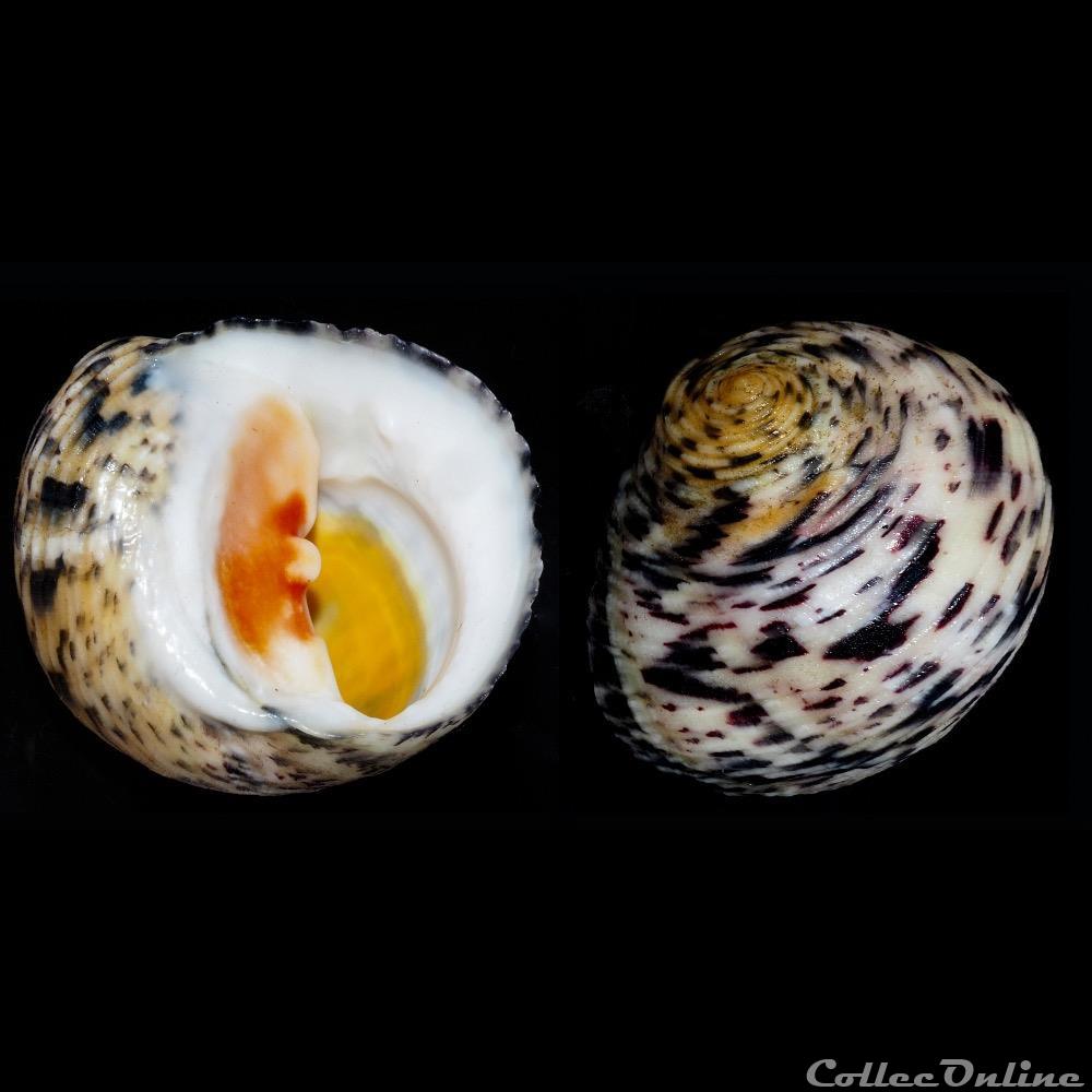 Nerita peloronta coquillage fossile gastropodum nerita peloronta