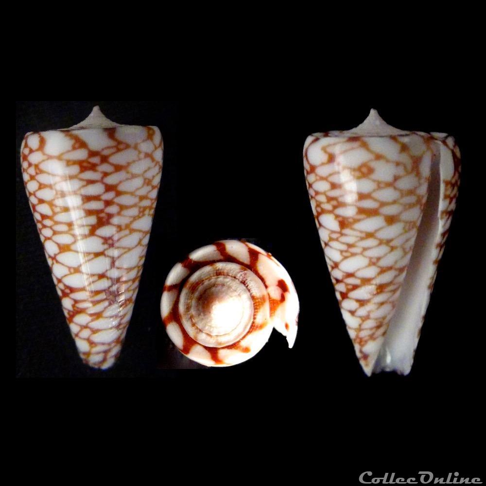 Eugeniconus marchionatus (Hinds, 1843) coquillage fossile gastropodum eugeniconus marchionatus hinds 1843