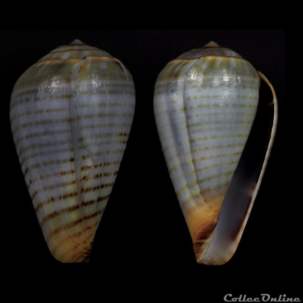 coquillage fossile gastropodum lautoconus varioconus aemulus reeve 1843