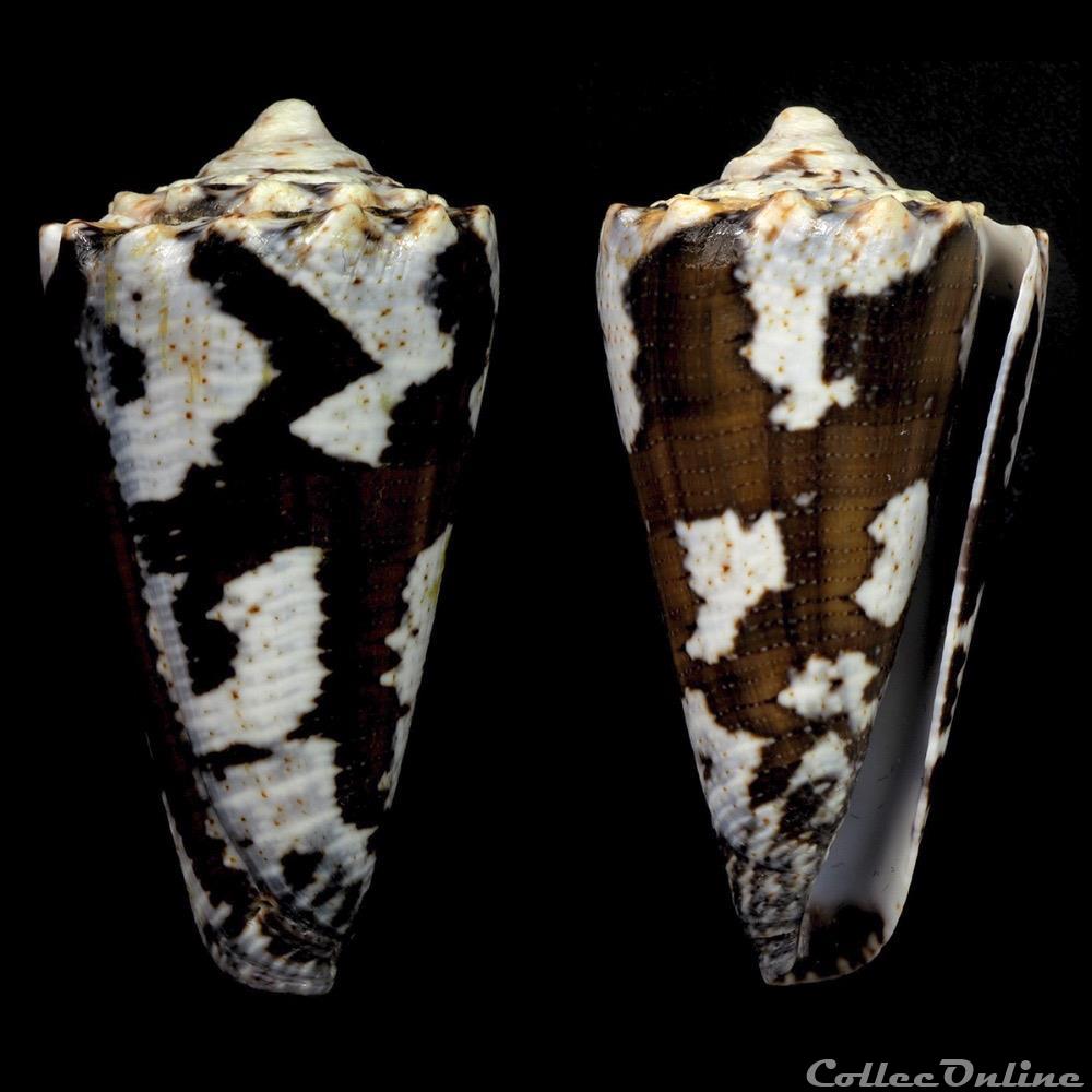 Rhombiconus fuscatus (Born, 1778) coquillage fossile gastropodum rhombiconus fuscatus born 1778