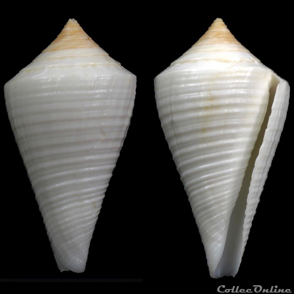 Dauciconus (Dauciconus) cancellatus (Hwass in Bruguière, 1792) coquillage fossile gastropodum dauciconus dauciconus cancellatus hwass in bruguiere 1792