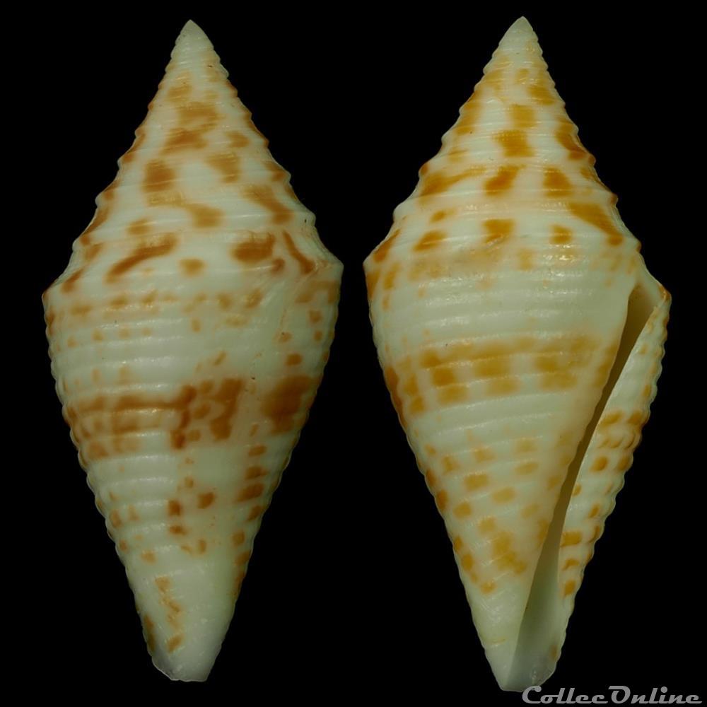 Turriconus (Turriconus) praecellens (A. Adams, 1855) coquillage fossile gastropodum turriconus turriconus praecellens a adams 1855