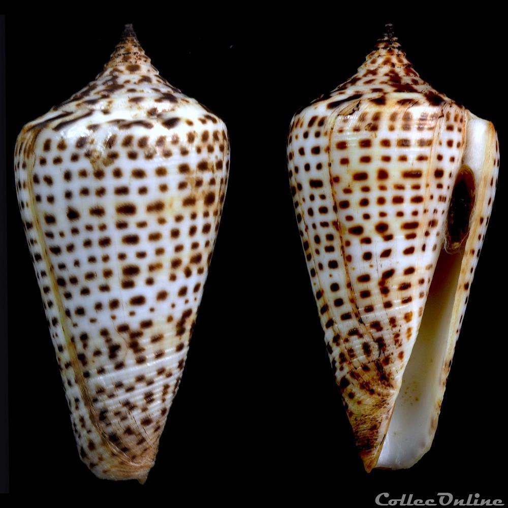 coquillage fossile gastropodum lindaconus sp