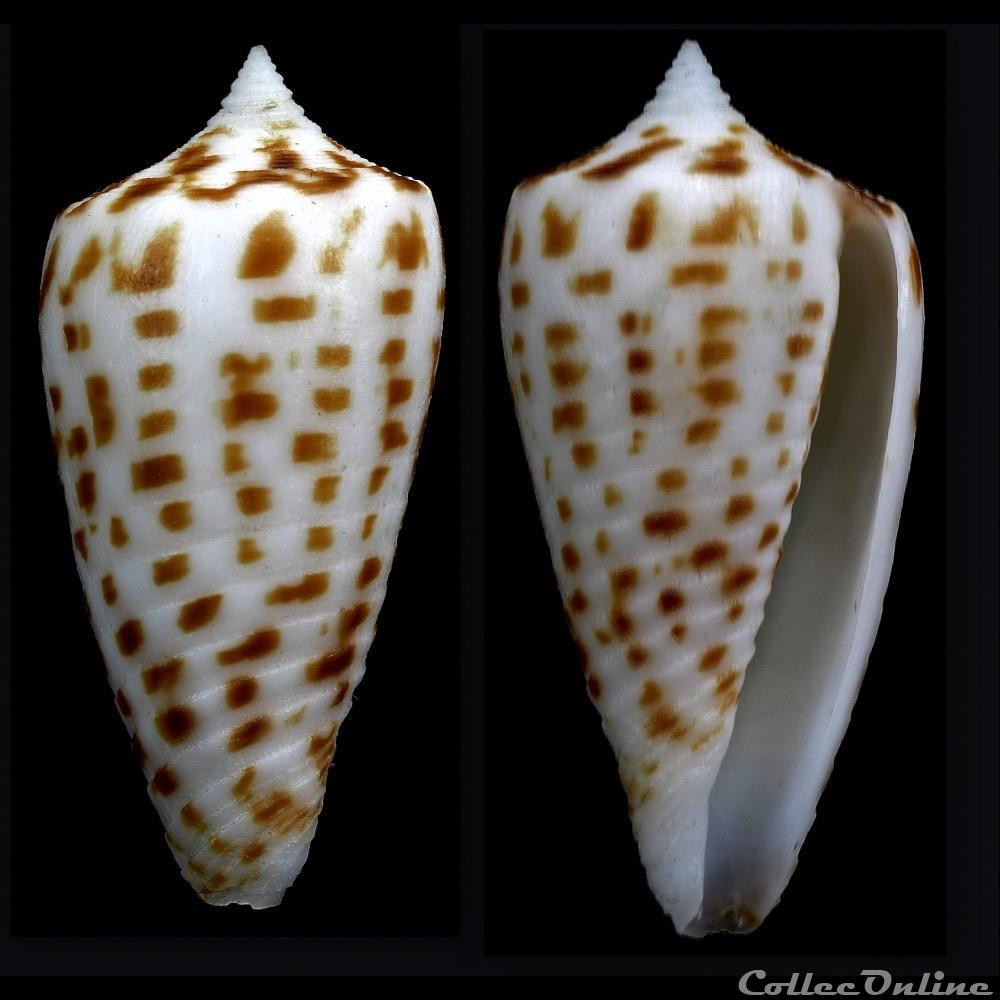 Phasmoconus (Phasmoconus) blanfordianus (Crosse, 1867) coquillage fossile gastropodum phasmoconus phasmoconus blanfordianus crosse 1867