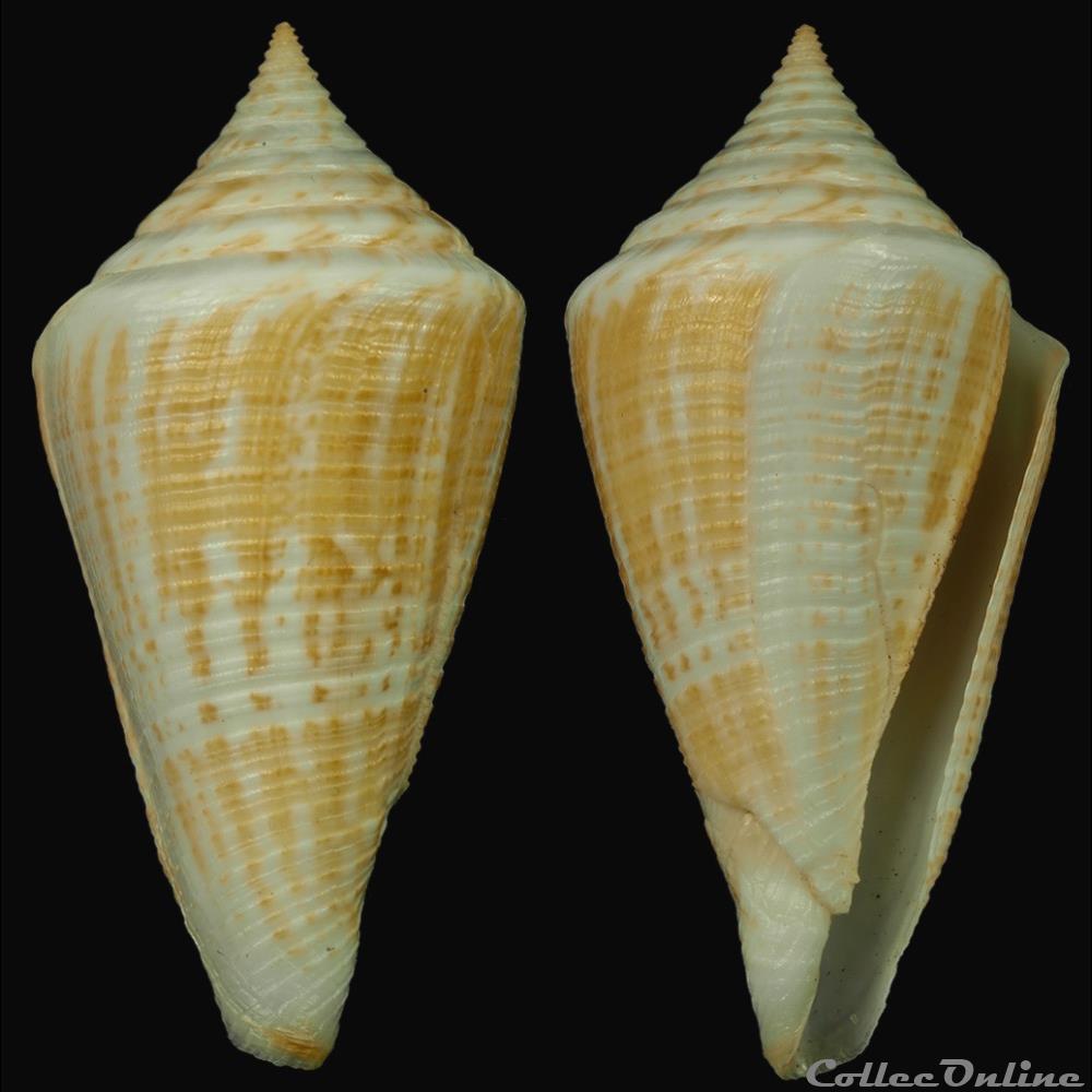 coquillage fossile gastropodum dauciconus dauciconus garciae da motta 1982