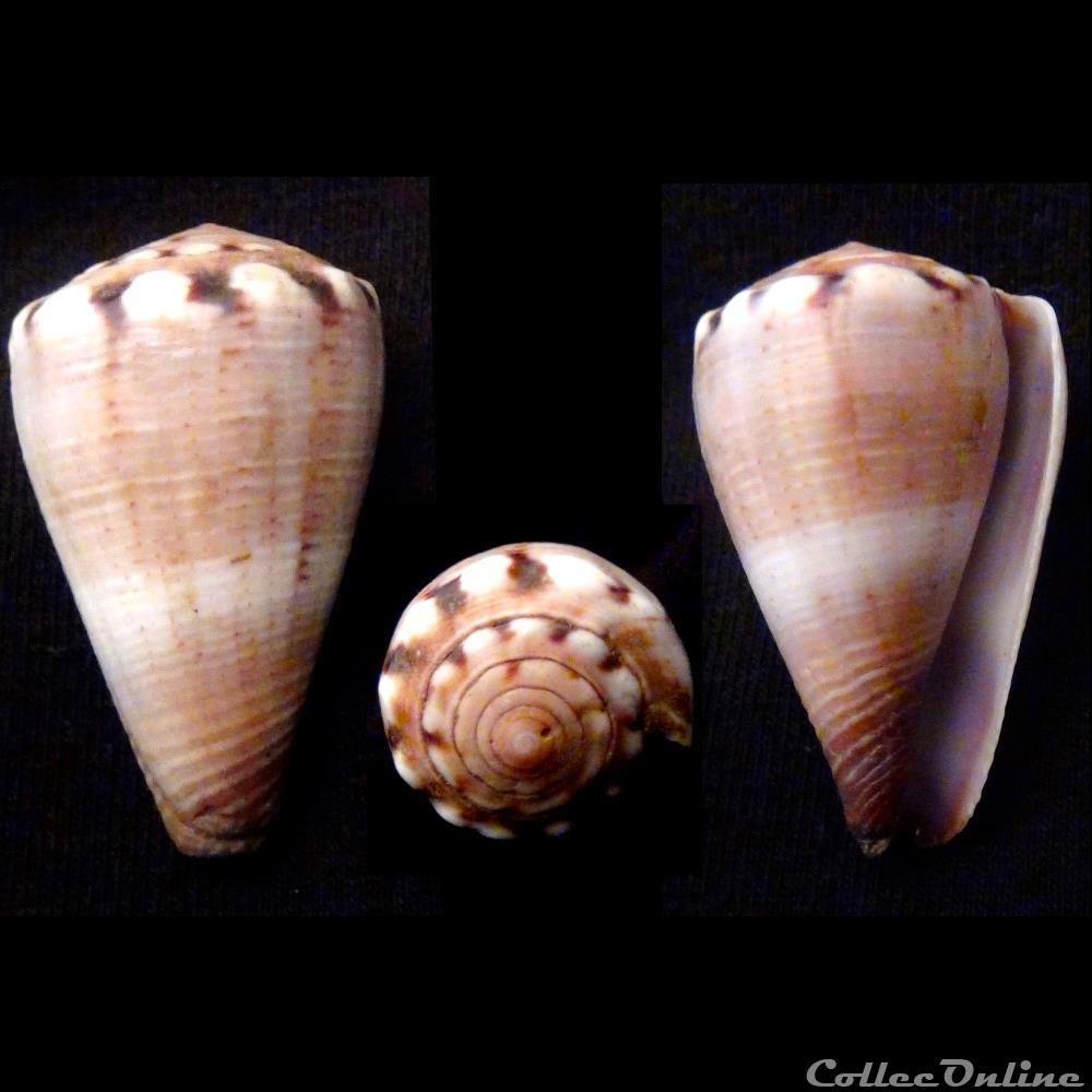 Monteiroconus mus (Hwass, 1792) coquillage fossile gastropodum monteiroconus mus hwass 1792