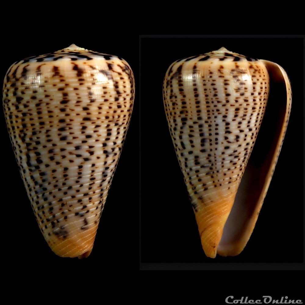 Dendroconus suratensis (Hwass in Bruguière, 1792) coquillage fossile gastropodum dendroconus suratensis hwass in bruguiere 1792